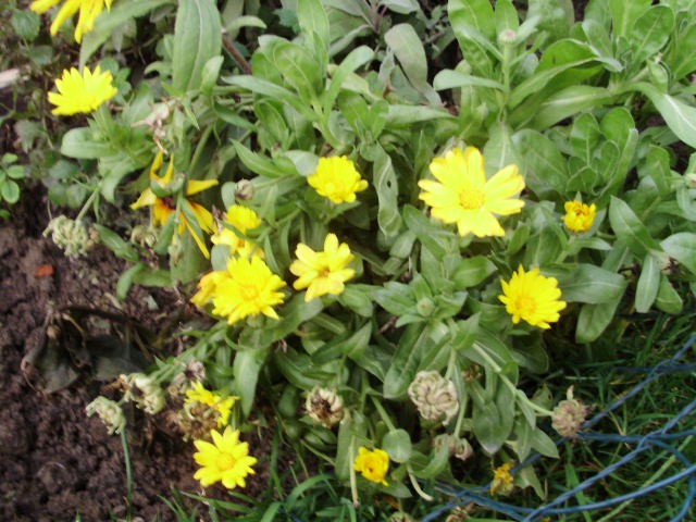 neven- lat. Calendula officinalis L.- asteraceae